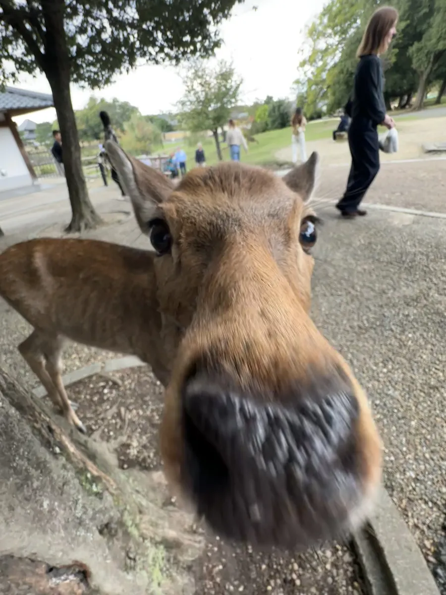 Japan through my eyes: Kyoto, Uji, and Nara